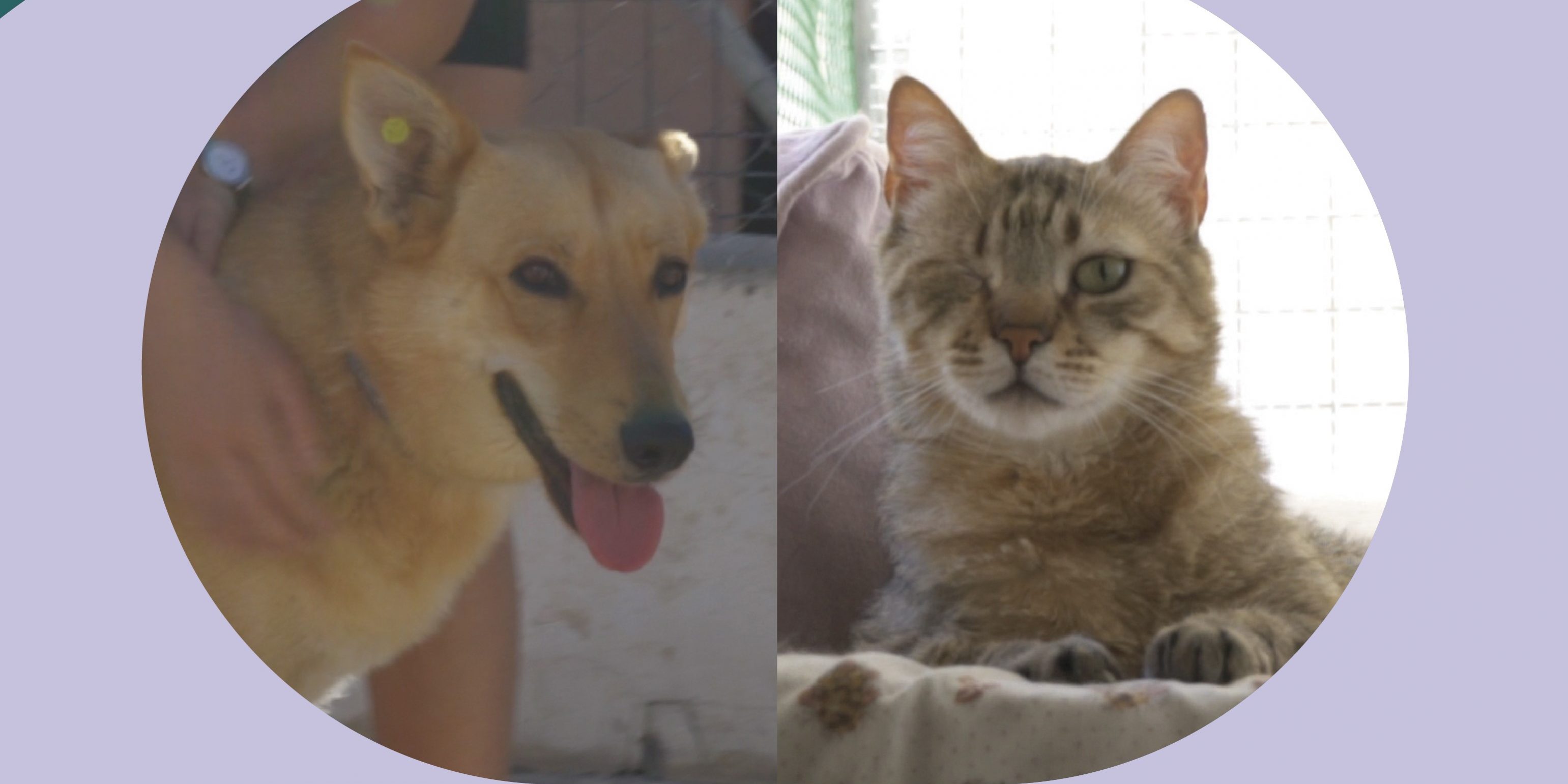 Defensa animal Laguna Abandonos tras el